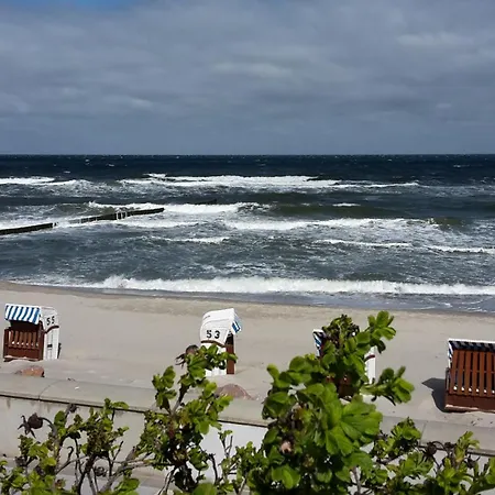 Seestern
